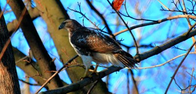 Red-tailed Hawk, juvenile