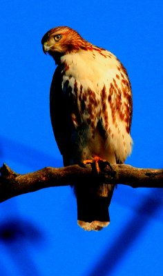 Red-tailed Hawk, juvenile