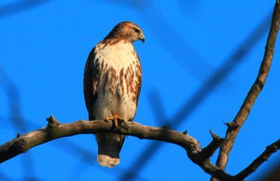 Red-tailed Hawk, juvenile