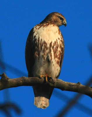 Red-tailed Hawk, juvenile
