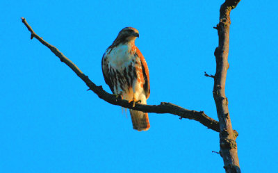 Red-tailed Hawk, juvenile