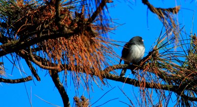 Dark-eyed Junco, Slate-colored
