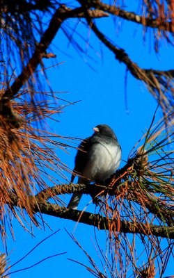 Dark-eyed Junco, Slate-colored