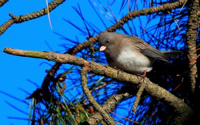 Dark-eyed Junco, Slate-colored
