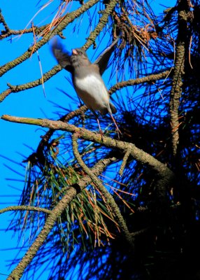Dark-eyed Junco, Slate-colored