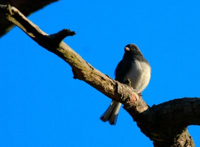 Dark-eyed Junco, Slate-colored