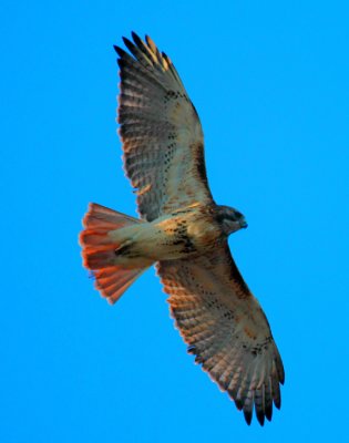 Red-tailed Hawk, juvenile