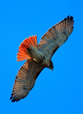 Red-tailed Hawk, juvenile