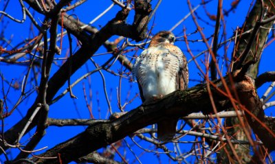 Red-tailed Hawk, juvenile