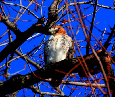 Red-tailed Hawk, juvenile