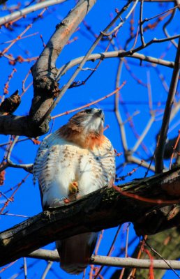 Red-tailed Hawk, juvenile