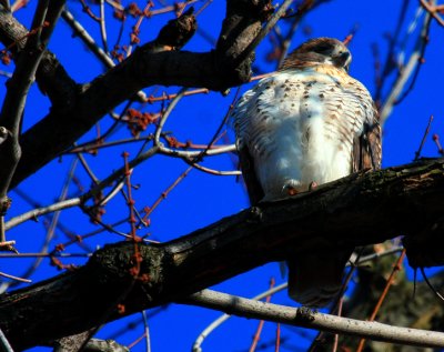 Red-tailed Hawk, juvenile