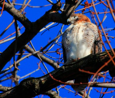 Red-tailed Hawk, juvenile
