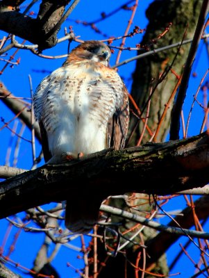 Red-tailed Hawk, juvenile