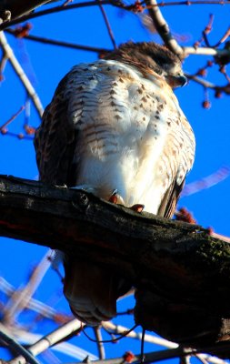 Red-tailed Hawk, juvenile