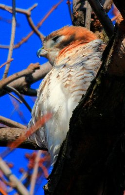Red-tailed Hawk, juvenile