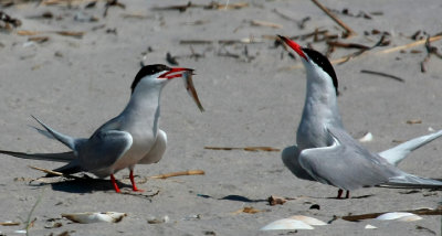 Common Terns, Courting