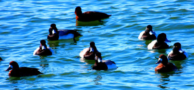 Greater Scaup, Male and Female