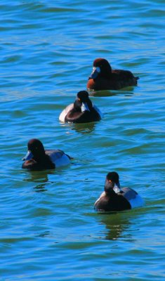 Greater Scaup, Male and Female