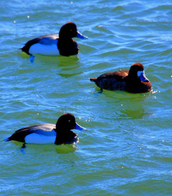 Greater Scaup, Male and Female