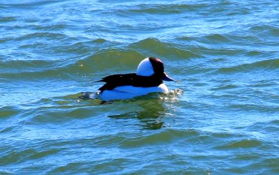 Bufflehead