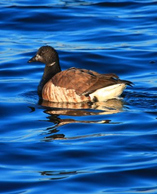 Brant Goose