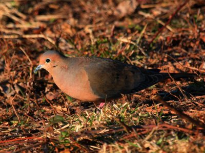 Mourning Dove