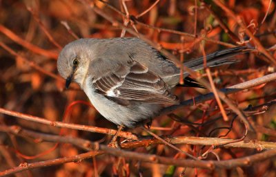 Northern Mockingbird