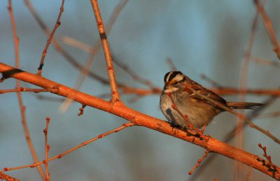 White-throated Sparrow