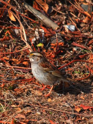 White-throated Sparrow