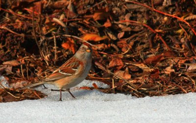 American Tree Sparrow