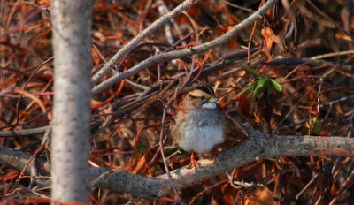 White-throated Sparrow