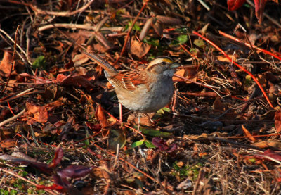 White-throated Sparrow