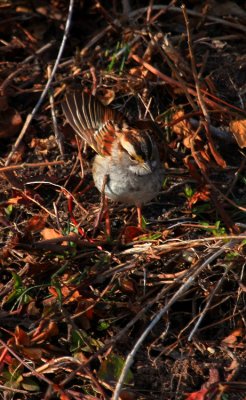 White-throated Sparrow
