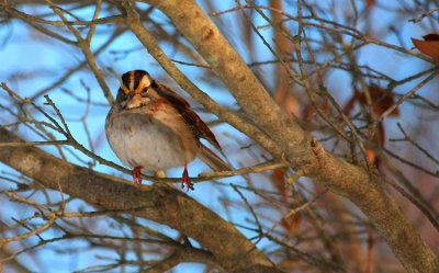 White-throated Sparrow