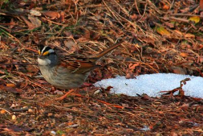 White-throated Sparrow