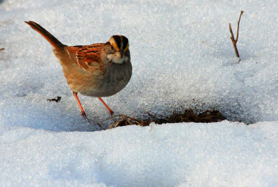 White-throated Sparrow