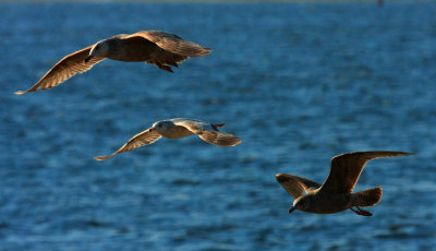 Ring-billed Gulls