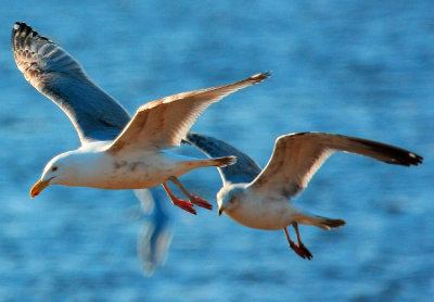 Herring Gull