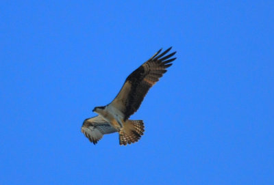 Osprey