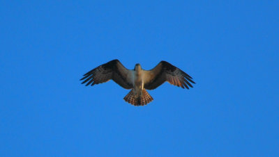 Osprey