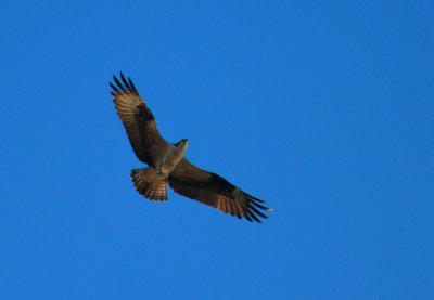 Osprey