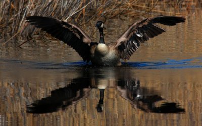 Canada Goose