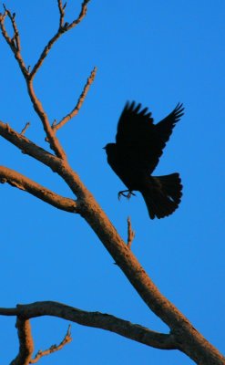 Red-winged Blackbird