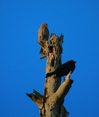 Red-winged Blackbirds, female at top