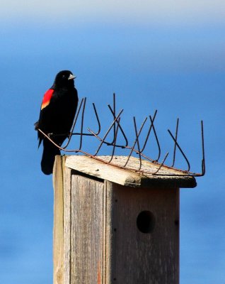 Red-winged Blackbird