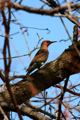 Northern Flicker, Yellow-shafted, Female
