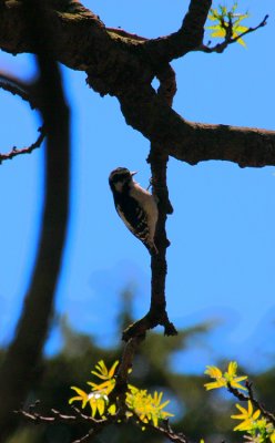 Woodpeckers, Various