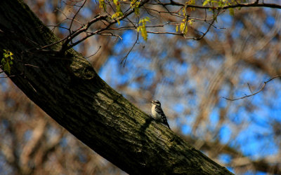 Hairy Woodpecker (Eastern), Female