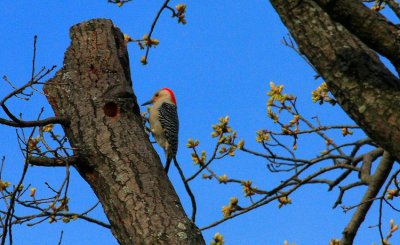 Red-bellied Woodpecker (Northern), Female